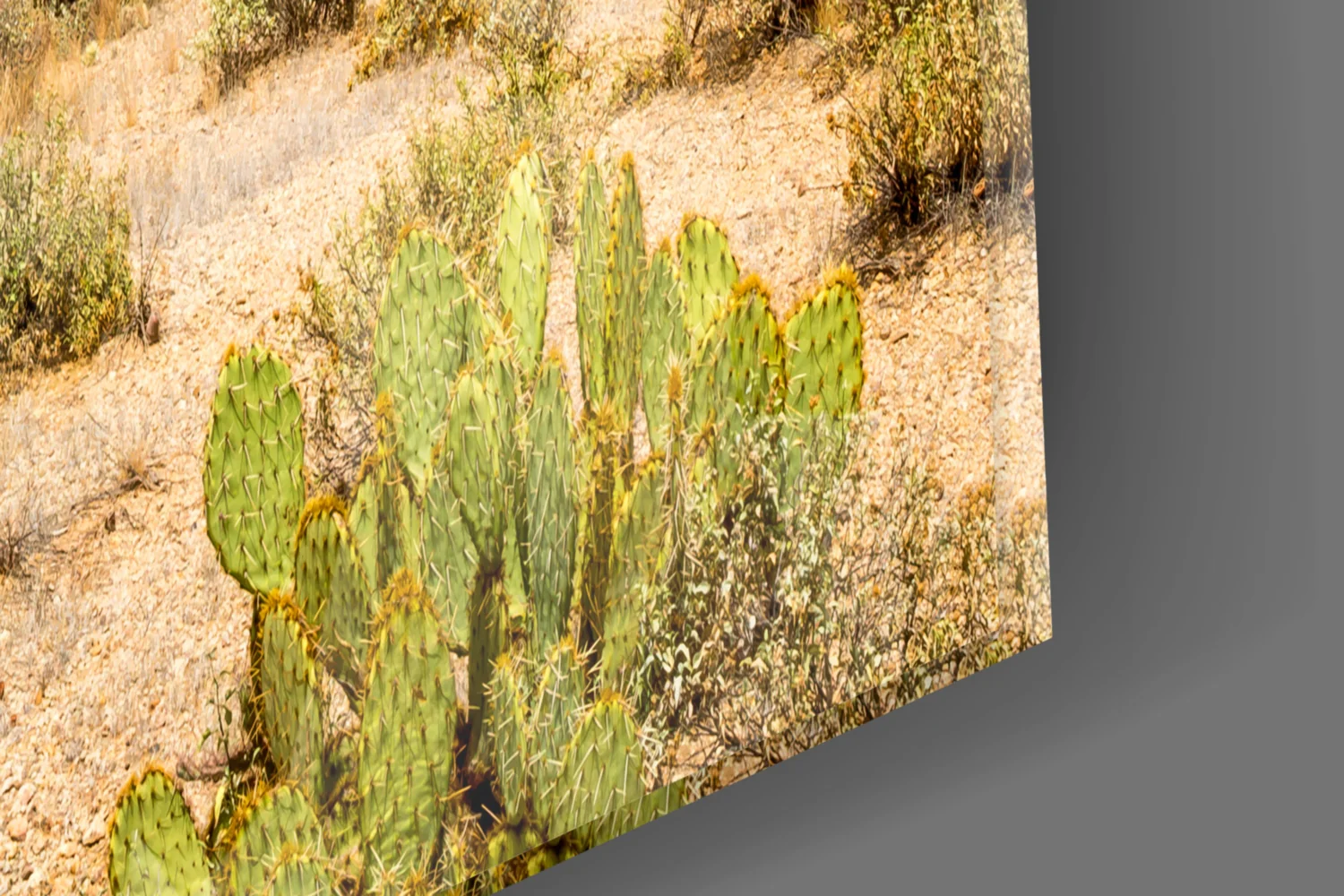 Cactuses Glass Wall Art - Image 7